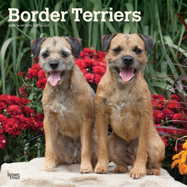 Border Terriers 2020 Square Wall Calendar | DogDays 2023 Calendar and ...