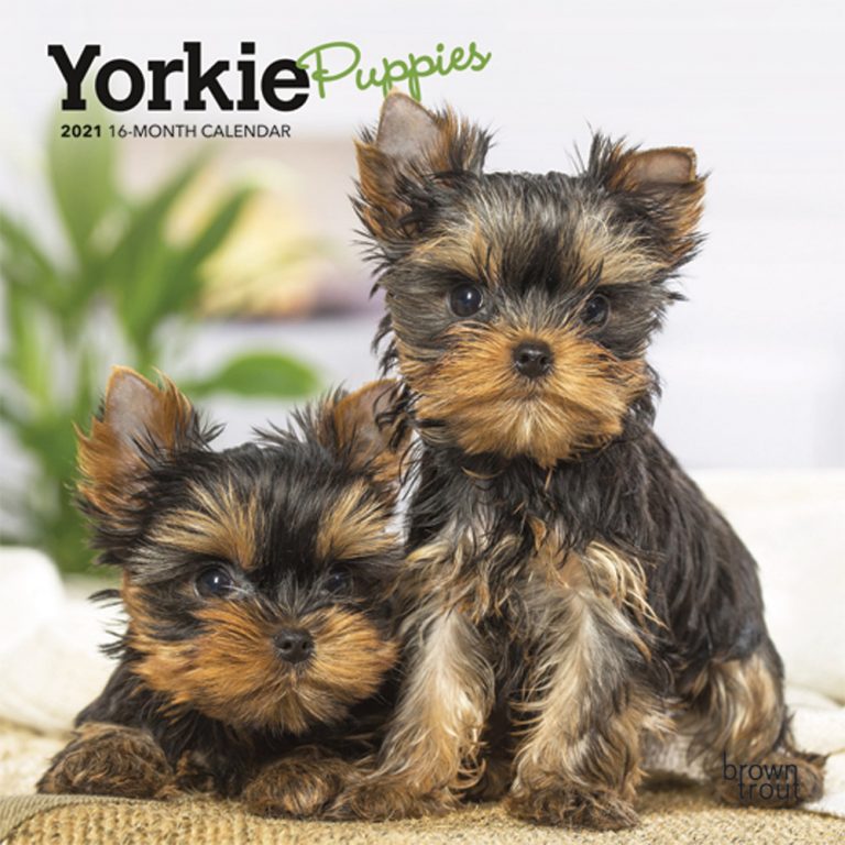 Yorkie Puppies 2021 Mini Wall Calendar | DogDays 2023 Calendar and