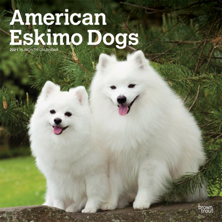 American Eskimo Dogs 2021 Square Wall Calendar | DogDays 2023 Calendar