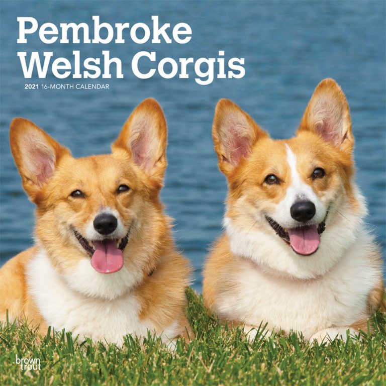 Pembroke Welsh Corgis 2021 Square Wall Calendar | DogDays 2023 Calendar