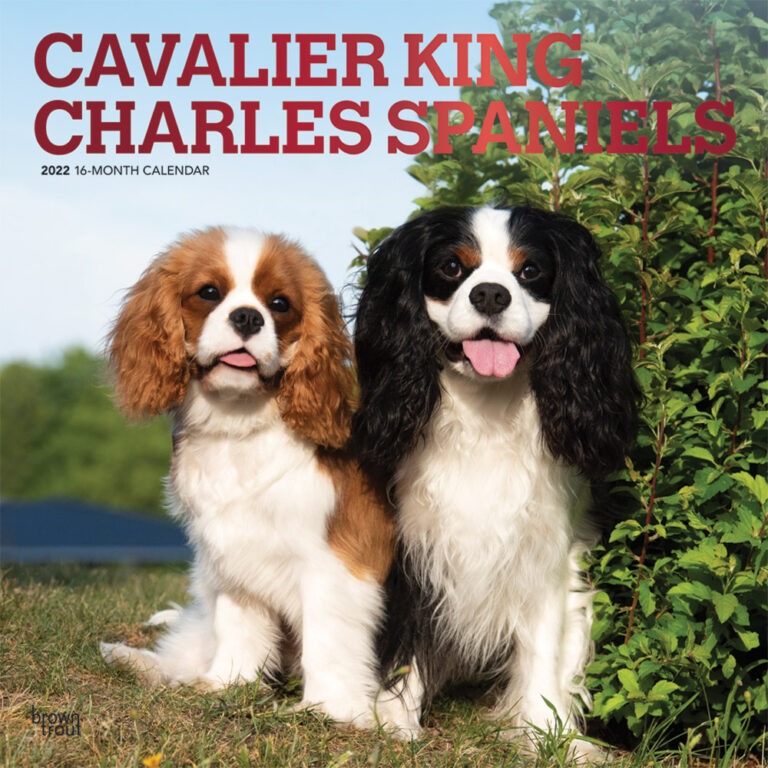 Cavalier King Charles Spaniels 2022 Square Wall Calendar | DogDays 2023