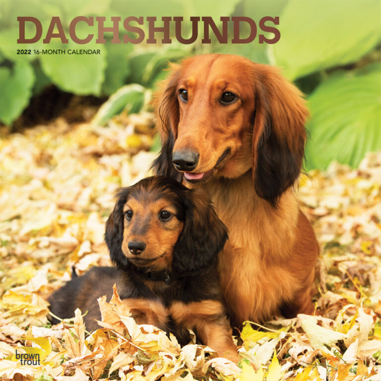 Dachshunds 2022 Square Wall Calendar | DogDays 2023 Calendar and Puzzle