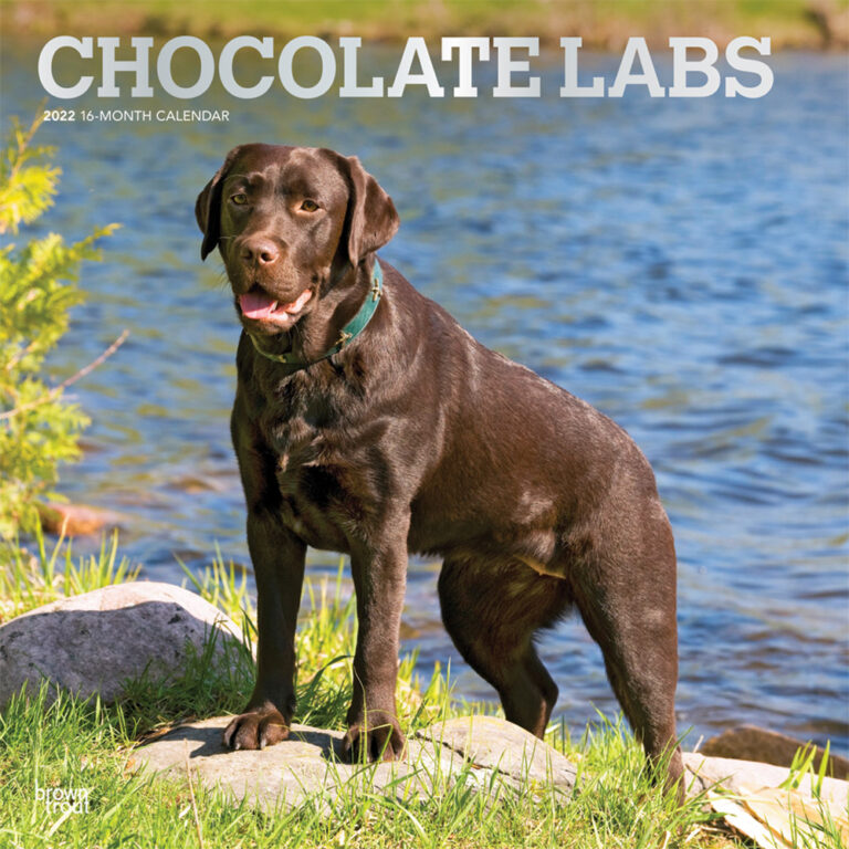 Chocolate Labrador Retrievers 2022 Square Wall Calendar | DogDays 2023