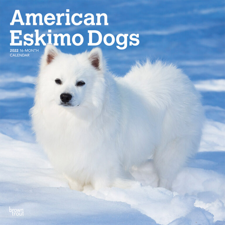 American Eskimo Dogs 2022 Square Wall Calendar DogDays 2023 Calendar