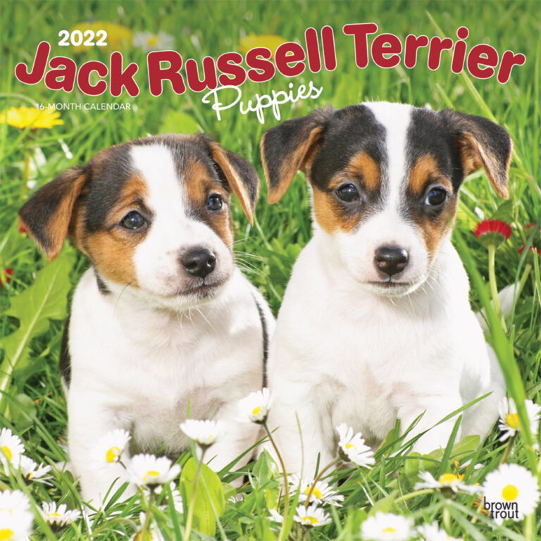 Jack Russell Terrier Puppies 2022 Square Wall Calendar DogDays 2023