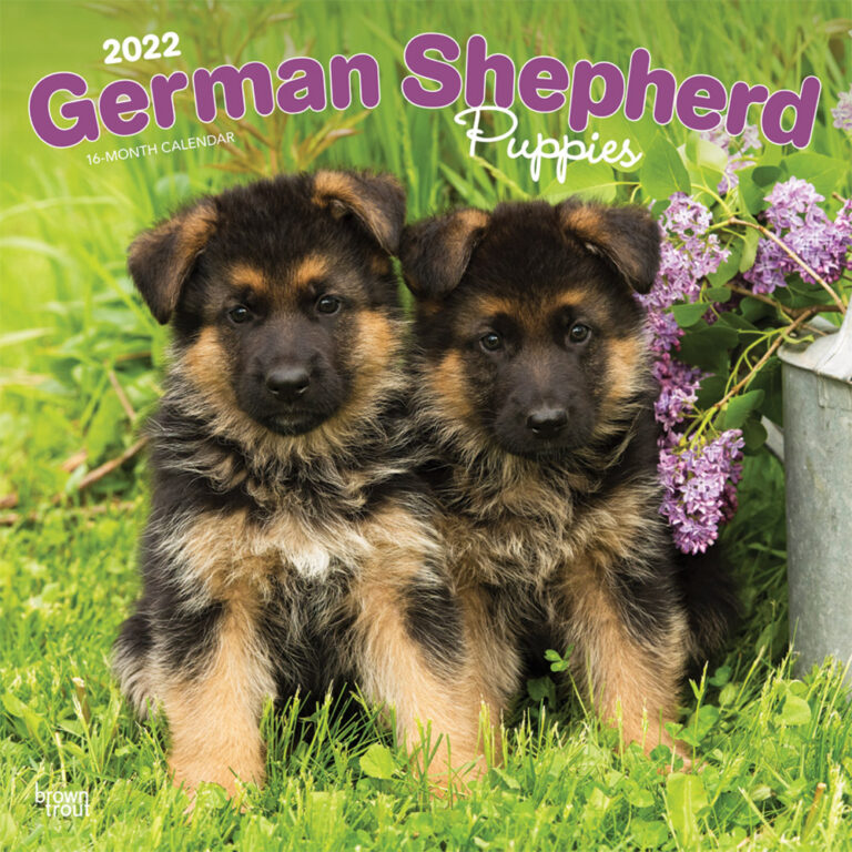 German Shepherd Puppies 2022 Square Wall Calendar | DogDays 2023