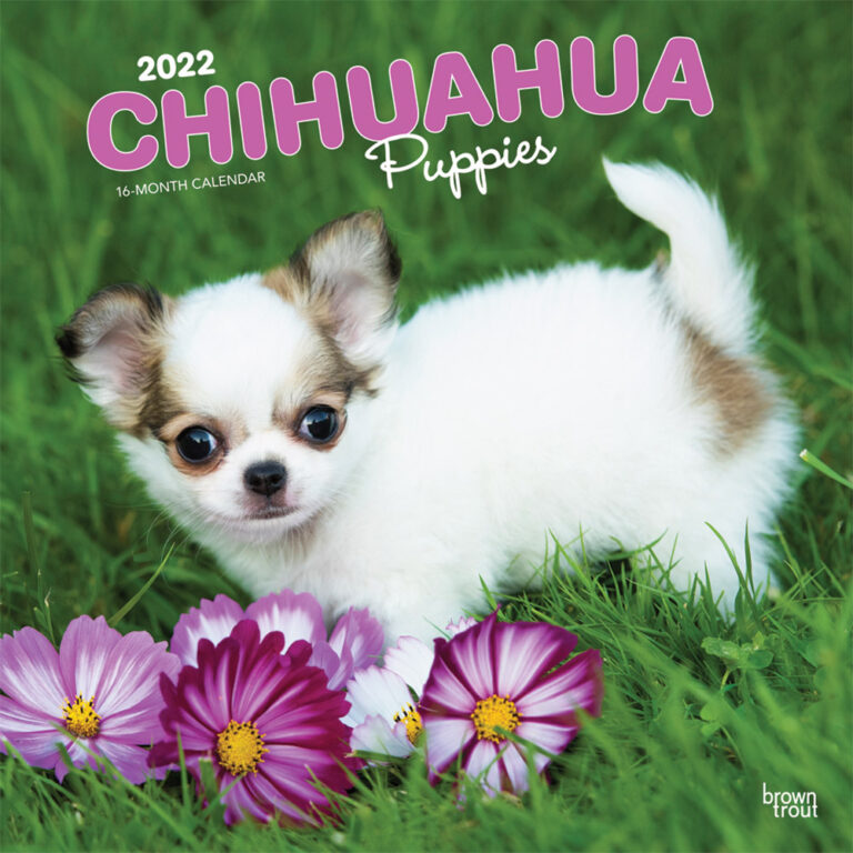 Chihuahua Puppies 2022 Square Wall Calendar DogDays 2023 Calendar and