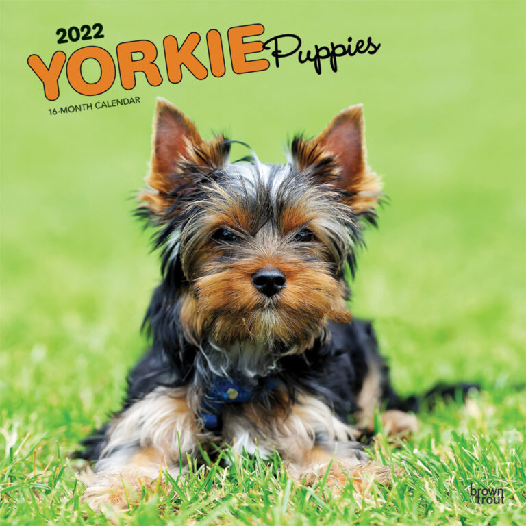 Yorkie Puppies 2022 Square Wall Calendar DogDays 2023 Calendar and