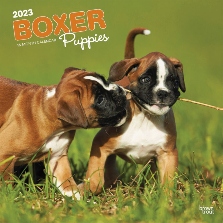 Boxer Puppies | 2023 Square Wall Calendar | BrownTrout | DogDays 2023