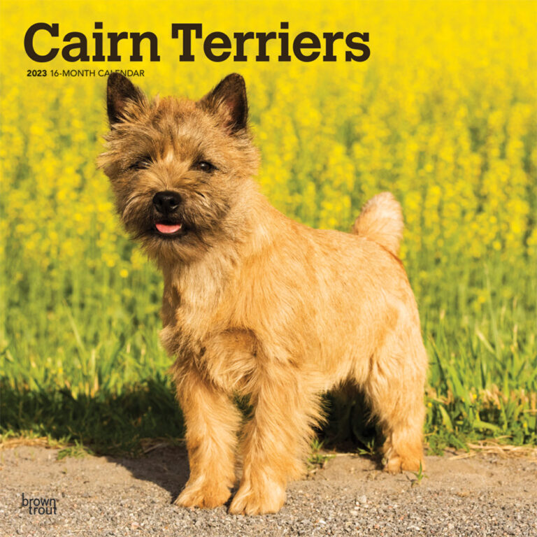 Cairn Terriers | 2023 Square Wall Calendar | BrownTrout | DogDays 2023